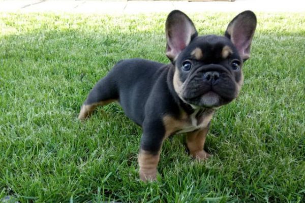 Get Your French Bulldog For Sale At The Best Prices