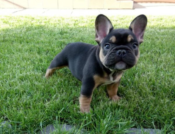 Get Your French Bulldog For Sale At The Best Prices