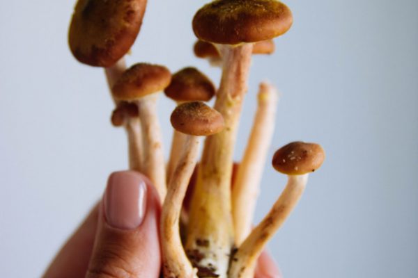 Magic Mushies Nz: The Best Place To Get Your Own Online Store