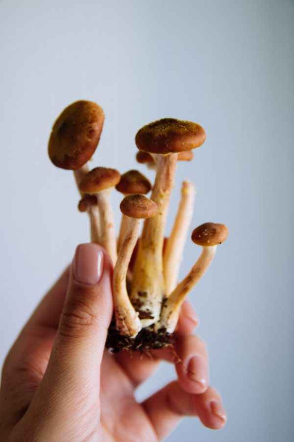 Magic Mushies Nz: The Best Place To Get Your Own Online Store